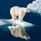 木瓜_酸奶的个人资料头像