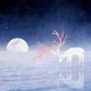 Sdn的个人资料头像