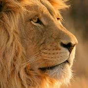 shaqsnake的个人资料头像