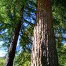 cyyssly的个人资料头像