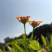 hongcaiyu的个人资料头像