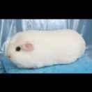 李雪芹的个人资料头像