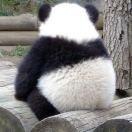 骑白马的农民的个人资料头像