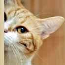 宙宇的个人资料头像