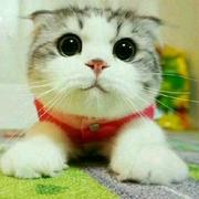 JustMaybe丶的个人资料头像