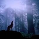 郑峰的个人资料头像