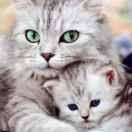 罗灵的个人资料头像