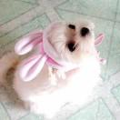 安静本尊39591的个人资料头像