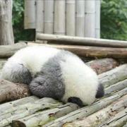 zsycz的个人资料头像