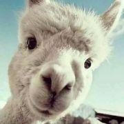 擒拿奥特曼的小怪兽的个人资料头像