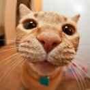 Tomato同学的个人资料头像