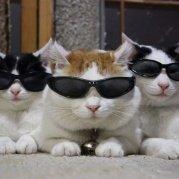 嘘侠客的个人资料头像