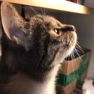 小白君君的个人资料头像