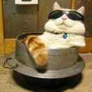 喝酒的猫的个人资料头像