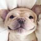 caniuse的个人资料头像