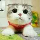 安道尔的个人资料头像