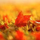 秋风的个人资料头像