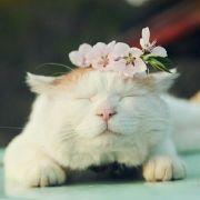 Cccc猫薄荷的个人资料头像