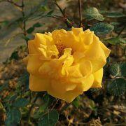 念念_不忘_2016的个人资料头像