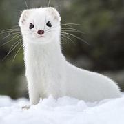 IAFung的个人资料头像