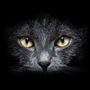 陈炜同志的个人资料头像