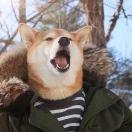 Gibson_的个人资料头像