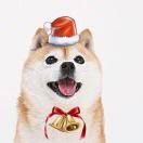 Kiddchen的个人资料头像