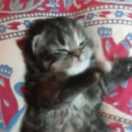 听着日落的个人资料头像