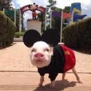 WJH的个人资料头像