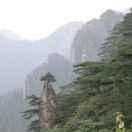 宁静的绿洲的个人资料头像