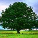 何京的个人资料头像