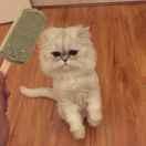 Ian在掘金41926的个人资料头像