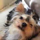 Ang古黏爹帝的个人资料头像