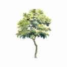 明天姒槐的个人资料头像