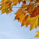 Luke在掘金42025的个人资料头像