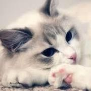 mayifan的个人资料头像