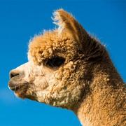 aojiaoqiang的个人资料头像