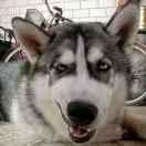 龙翔翎的个人资料头像