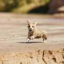 平头哥的个人资料头像