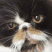 wgj6112345的个人资料头像