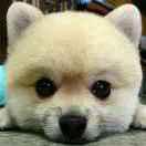 小晨子的个人资料头像