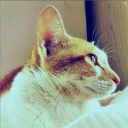 晓芯0313的个人资料头像