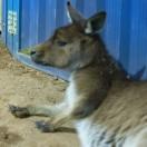 SAREX之后右转航向210调的个人资料头像