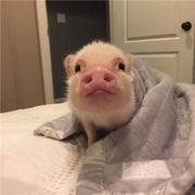 GraySilver的个人资料头像