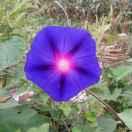 木之本樱的个人资料头像