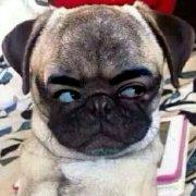 安静的等候1314同志的个人资料头像