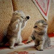 萌丶小怪的个人资料头像