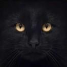 笑卿的个人资料头像