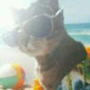 Sirius重名了的个人资料头像