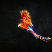 Akesure的个人资料头像